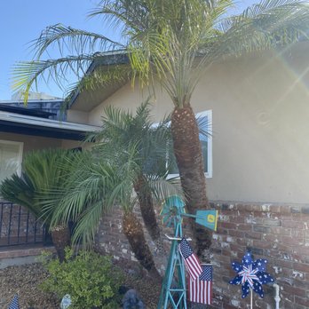 Henriquez Tree Service - After photo so clean and perfect - Tree Services Near Me - Bakersfield, California Henriquez Tree Service - After photo so clean and perfect - Tree Services Near Me - Bakersfield, California