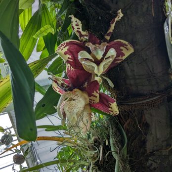 Ma Cuisine - Stanhopea nigroviolacea, from Mexico - French Near Me - Richmond, XGL