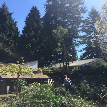 Vitalitree - Brandan and his crew were cutting down my unwanted laurel trees. - Tree Services Near Me - Seattle, Washington Vitalitree - Brandan and his crew were cutting down my unwanted laurel trees. - Tree Services Near Me - Seattle, Washington