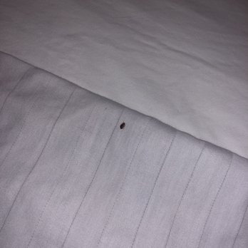 Days Inn by Wyndham Lanham Washington D.C - Bed bugs - Hotels Near Me - Lanham, Maryland Days Inn by Wyndham Lanham Washington D.C - Bed bugs - Hotels Near Me - Lanham, Maryland