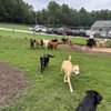 Upstate Dog Training & Pet Resort Greer gift card