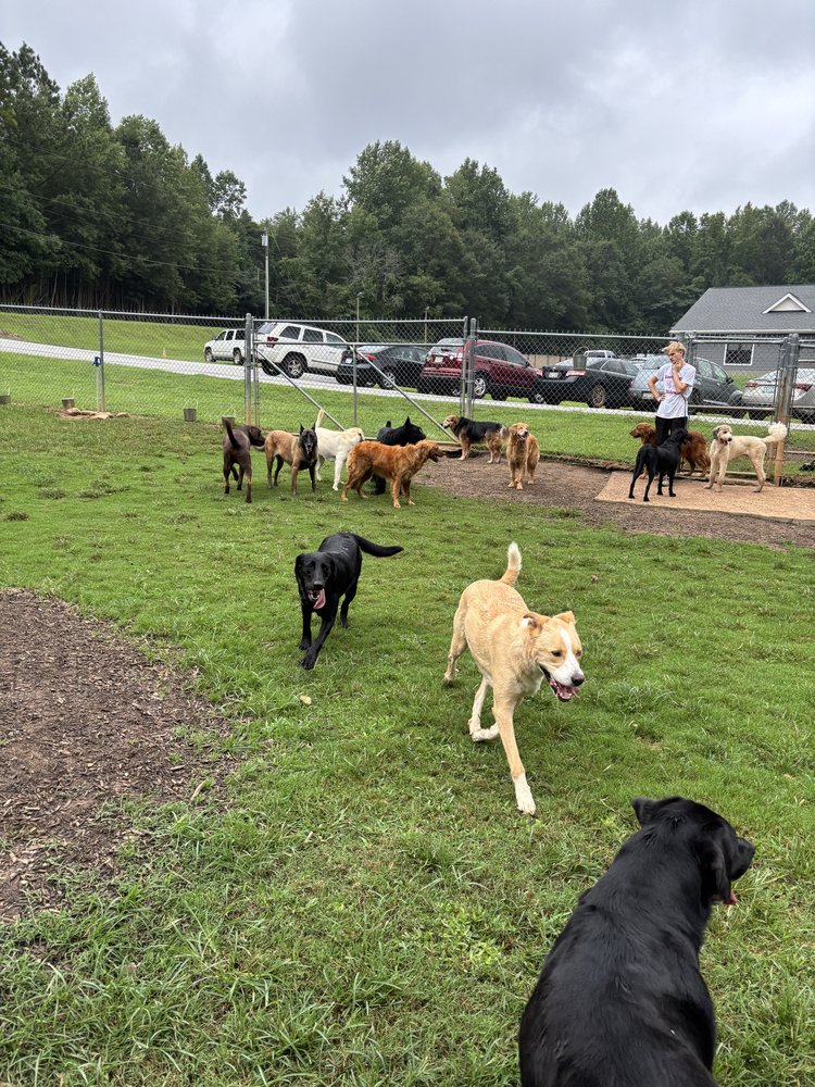 Upstate Dog Training & Pet Resort Greer Image