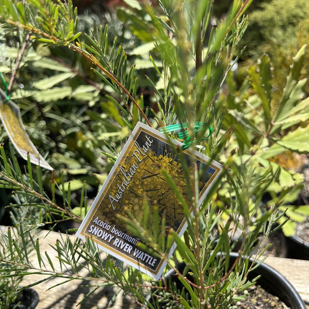 Australian drought tolerant plants