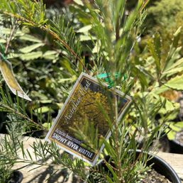 Australian drought tolerant plants