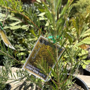 Seaside Gardens - Australian drought tolerant plants - Nurseries & Gardening Near Me - Carpinteria, California