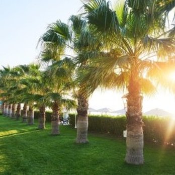 Waraner Tree Experts - Landscaping Near Me - Martinez, California Waraner Tree Experts - Landscaping Near Me - Martinez, California