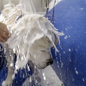 The Pooch Mobile - Bath time! - Pet Groomers Near Me