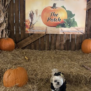 Promenade at Sunset Walk - Mocha Coconut enjoying the pumpkins - Shopping Centers Near Me - Kissimmee, Florida Promenade at Sunset Walk - Mocha Coconut enjoying the pumpkins - Shopping Centers Near Me - Kissimmee, Florida