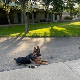 My puppy learning how to do off leash commands. My puppy learning how to do off leash commands.