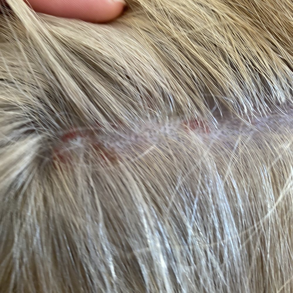 Supercuts - Again burns on my daughters head!! - Hair Salons Near Me - Vallejo, California Supercuts - Again burns on my daughters head!! - Hair Salons Near Me - Vallejo, California