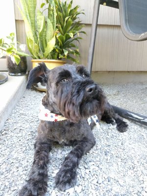 bow wow grooming boutique