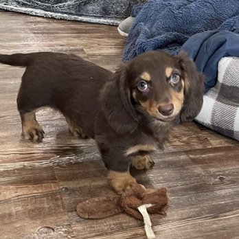 Stephanie's Pet Cottage - Ollie - Pet Sitting Near Me - Ponchatoula, Louisiana
