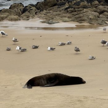 Cannery Row Parking - A sleepy sea lion - Parking Near Me - Monterey, California