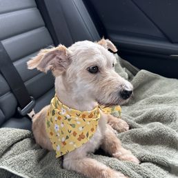 Looking handsome and refreshed after his grooming appointment!