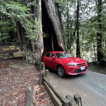 Shrine Drive Thru Tree - Landmarks & Historical Buildings Near Me - Meyers Flat, California Shrine Drive Thru Tree - Landmarks & Historical Buildings Near Me - Meyers Flat, California