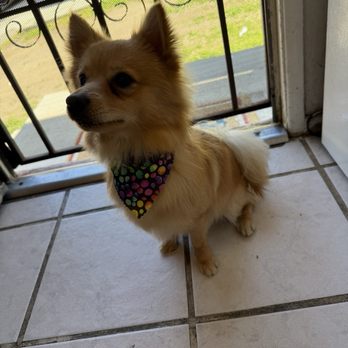 Max’s Happy Paws Grooming - Pet Groomers Near Me - Alhambra, California Max’s Happy Paws Grooming - Pet Groomers Near Me - Alhambra, California