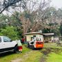 Colorado Tree Care Service