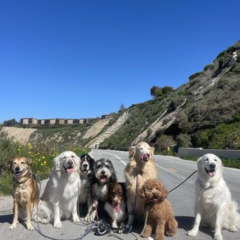 Cowboy Canines - Dog Walkers Near Me Cowboy Canines - Dog Walkers Near Me