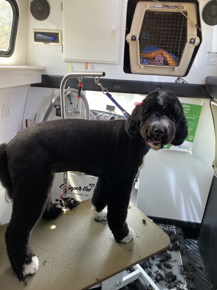 BEST FRIENDS GROOMING Updated May 2024 45 Photos 1840 N Lee