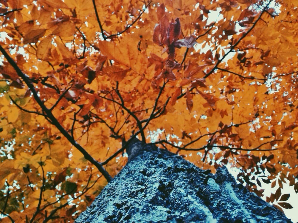 Whippoorwill Park Image