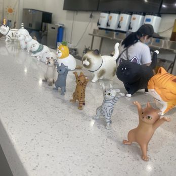 3Catea - Cats don't know how long the wait for drinks will be. - Bubble Tea Near Me - Milpitas, California