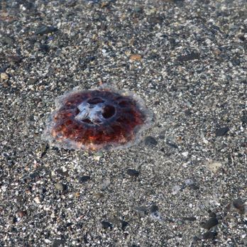 Bar Island - jelly fish - Parks Near Me