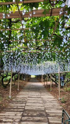 Ashikaga Flower Park by null