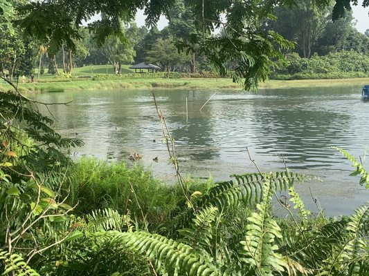 MacRitchie Reservoir by null