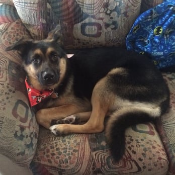 Happy Hounds - Winston relaxing after his first grooming experience. - Pet Groomers Near Me - Lompoc, California