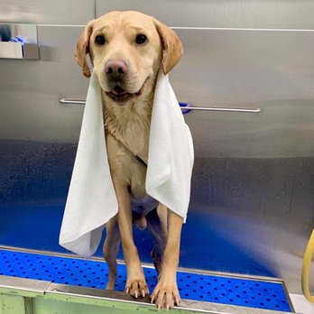 Citydog! Club - Pet Groomers Near Me - Mountain View, California