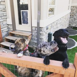 Kat's K9s - Petty, Rocky, Forte