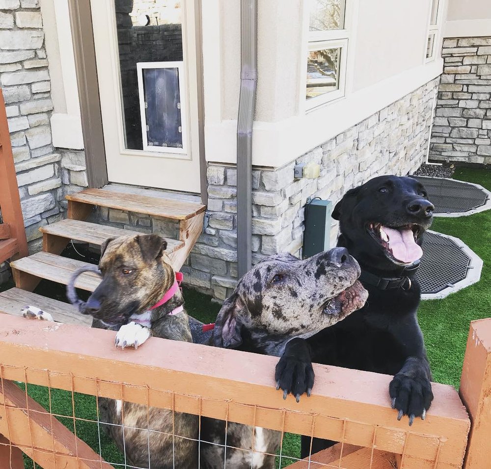 Kat's K9s - pet boarding facility in Thornton, CO