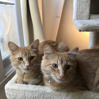 Joybound - My new kittens - Animal Shelters Near Me - Walnut Creek, California