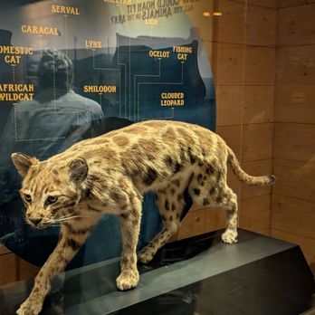 Ark Encounter - Museums Near Me - Williamstown, Kentucky