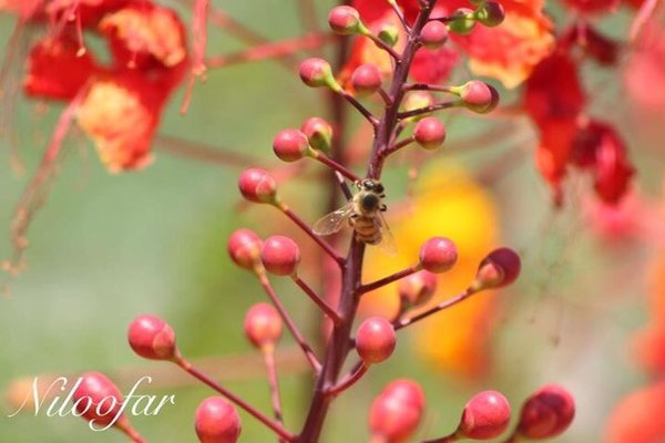 New York Institute of Photography by null