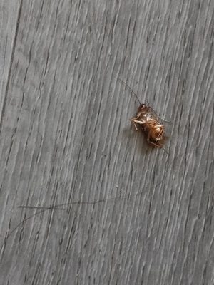 Red Roof Inn Somerset