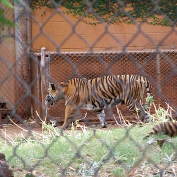 Honolulu Zoo - The mom tiger (well, I think it's their mom,I forgot the story on the cubs). - Zoos Near Me - Honolulu, Hawaii Honolulu Zoo - The mom tiger (well, I think it's their mom,I forgot the story on the cubs). - Zoos Near Me - Honolulu, Hawaii