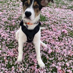 London Drugs - Our dog