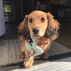 Depot Dachsies