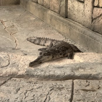 Shark Reef Aquarium at Mandalay Bay - Aquariums Near Me - Las Vegas, Nevada