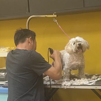 Ann's Pet Grooming - His before. So scruffy and dirty - Pet Groomers Near Me - Brea, California