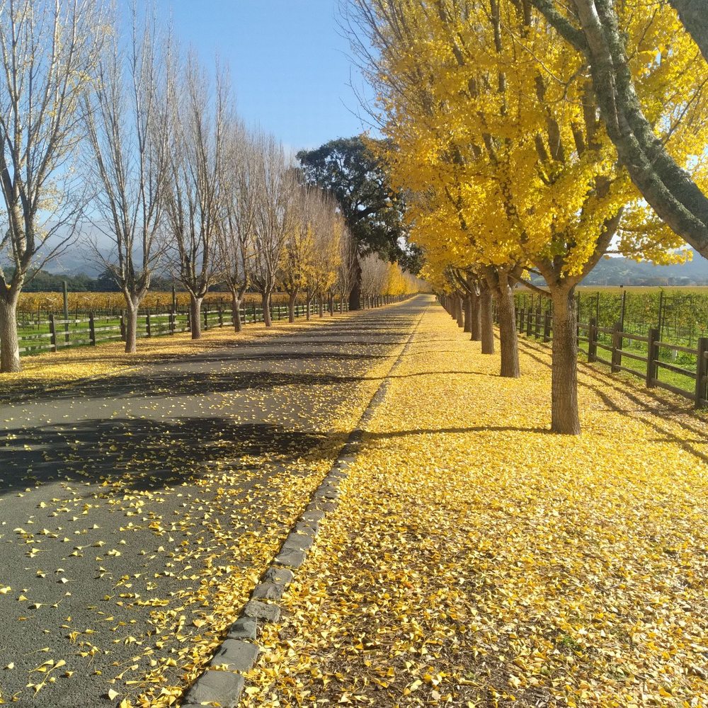 Far Niente - The driveway entering Far Niente winery. - Wineries Near Me - Oakville, California