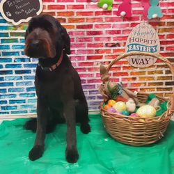 Tessas Precious Paws Salon