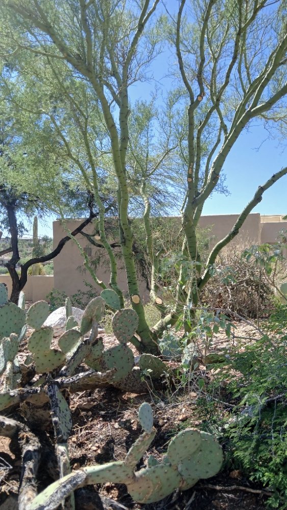 Rosales Landscaping - tree service in Tucson, AZ