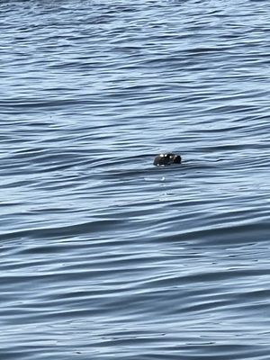 Lulu Lobster Boat Ride by null