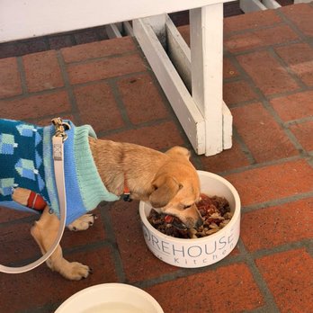 Shorehouse Kitchen - dog eating breakfast from food bowl - Breakfast & Brunch Near Me - Carlsbad, California Shorehouse Kitchen - dog eating breakfast from food bowl - Breakfast & Brunch Near Me - Carlsbad, California