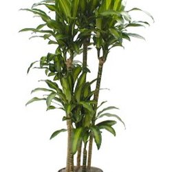Emerald Isle Tropical Plants - Corn Plant