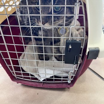 Oak Ridge Veterinary Hospital - Veterinarians Near Me - Oak Ridge, Tennessee