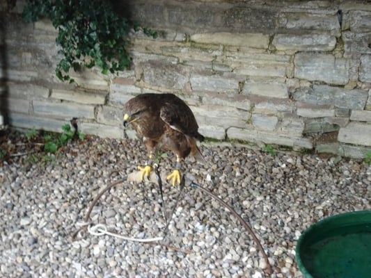 Mary Arden's Farm by null