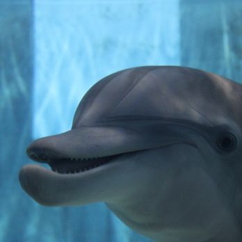 Clearwater Marine Aquarium - Dolphin - Aquariums Near Me - Clearwater, Florida